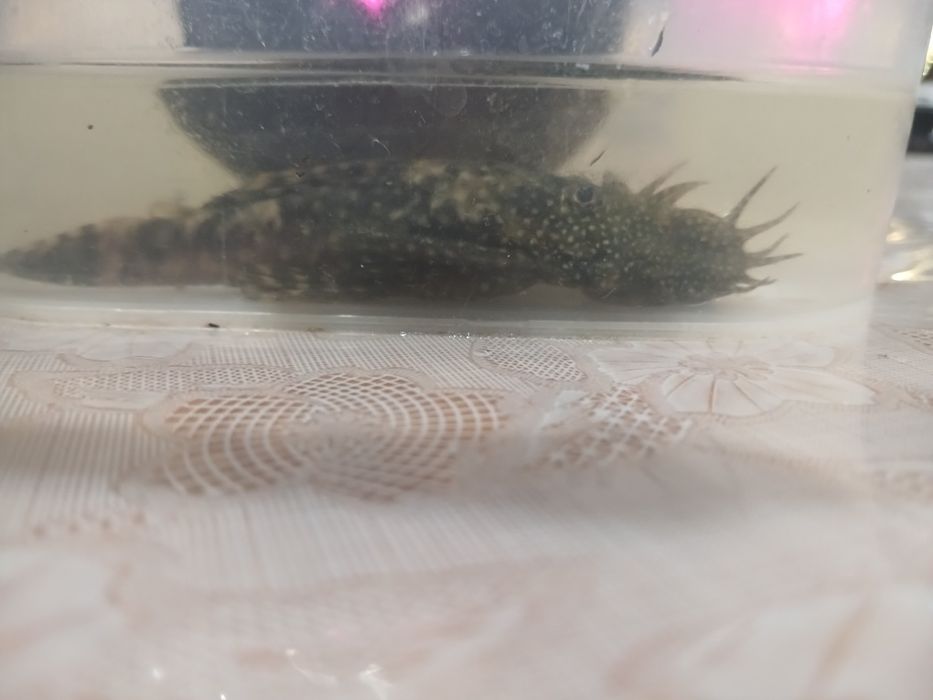 Взрослый самец - анциструс