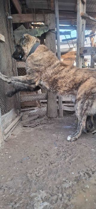 Алабай (тобет) кобель