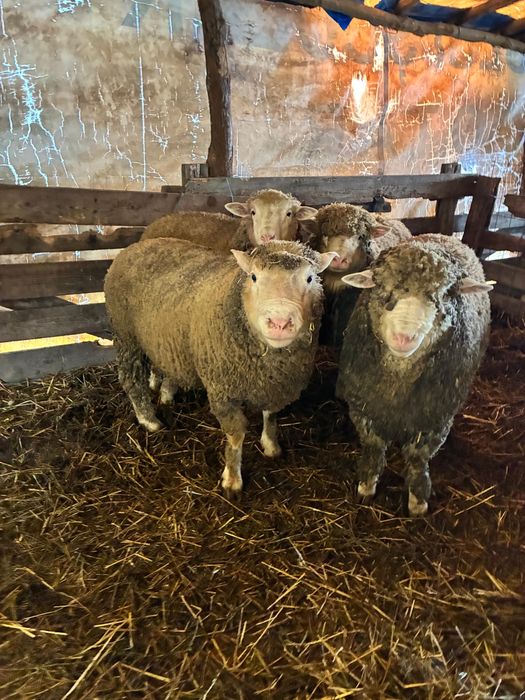 Berbecuti il de France