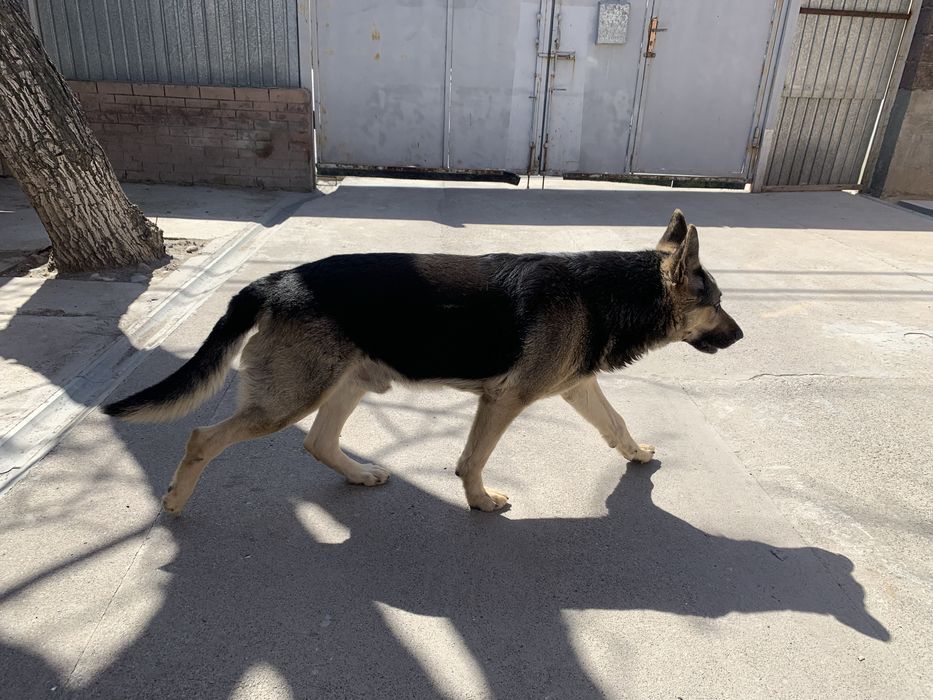 Овчарка! Восточна Европейская! Кабель!