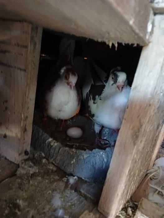 Porumbei ,jucători,și alte rase.