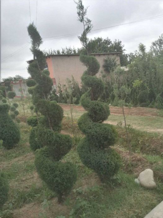 Можжевельник Арча кучатлари сотилади