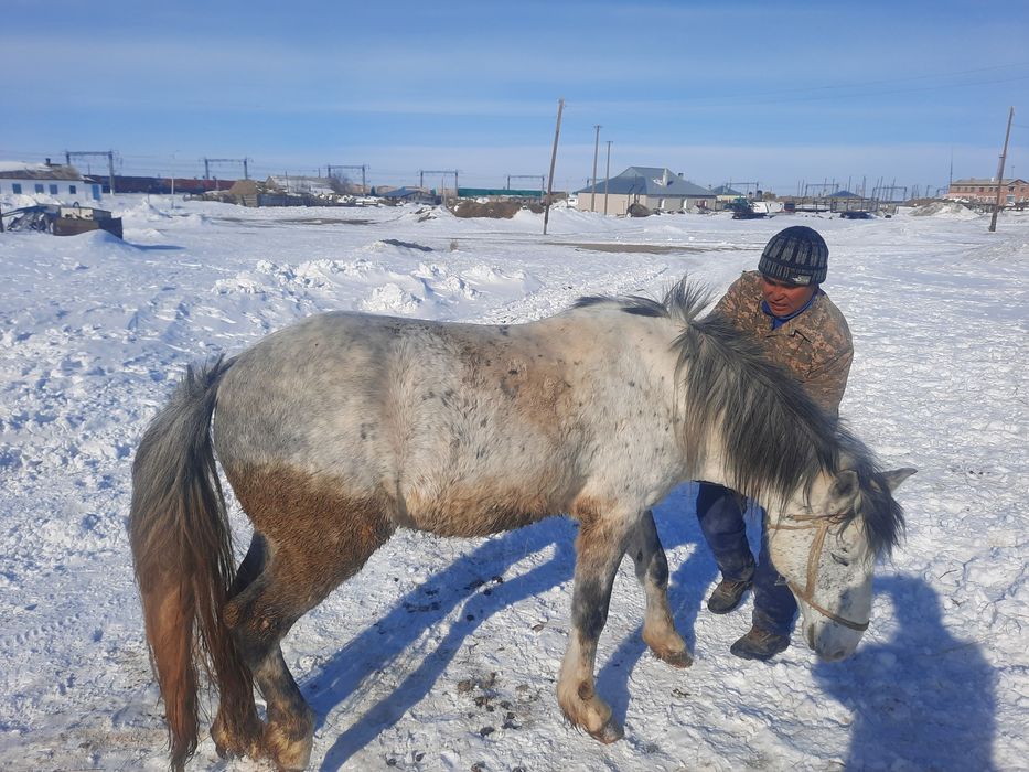 Семіз аттар сатылады.
