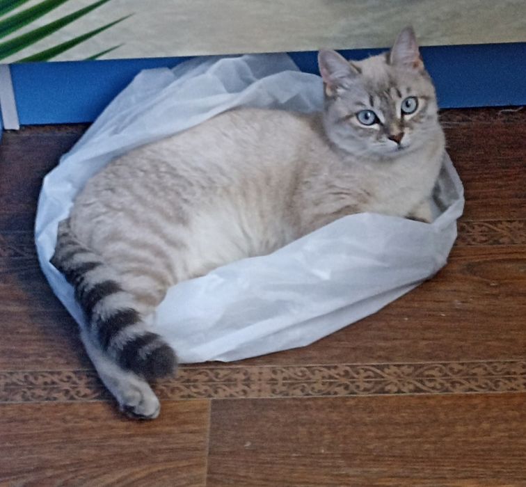 Потерялся кот, за нахождение денежное вознаграждение в размере 10 000!