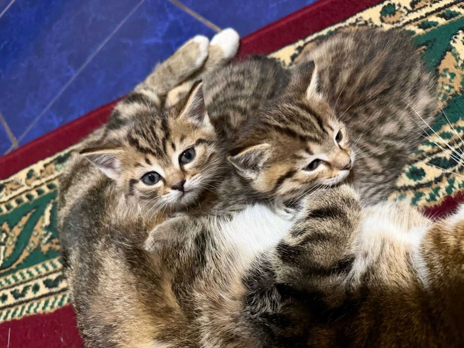 Котята ищут дом.