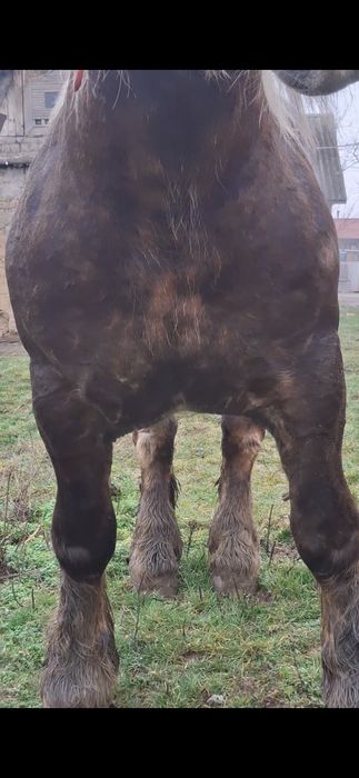 Vand sau schimb un manz de 4 ani si o manza de 4 ani gestanta