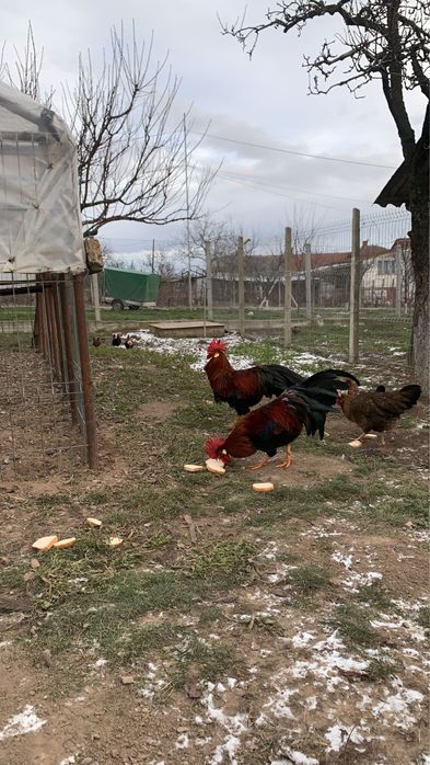 Vand sau schimb cocos rasa italian potarnichiu