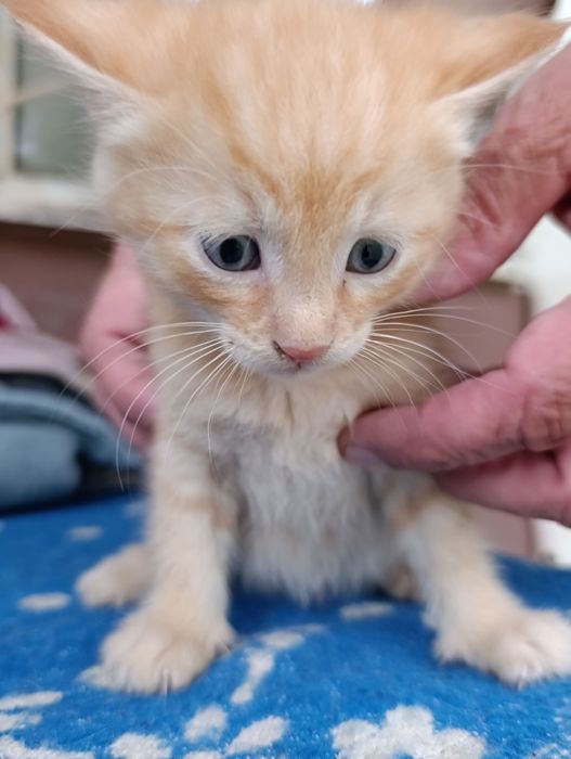 В самые добрые руки