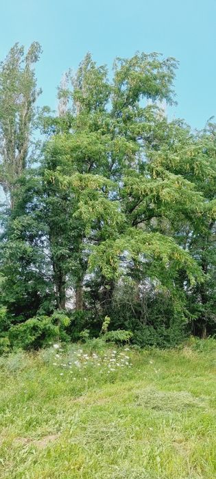 Лес Акация самовывоз