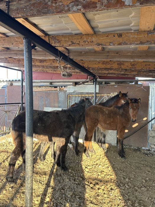 3 бас ұрғашы жабағы бірге сатылады