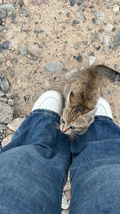 Отдам котёнка даром