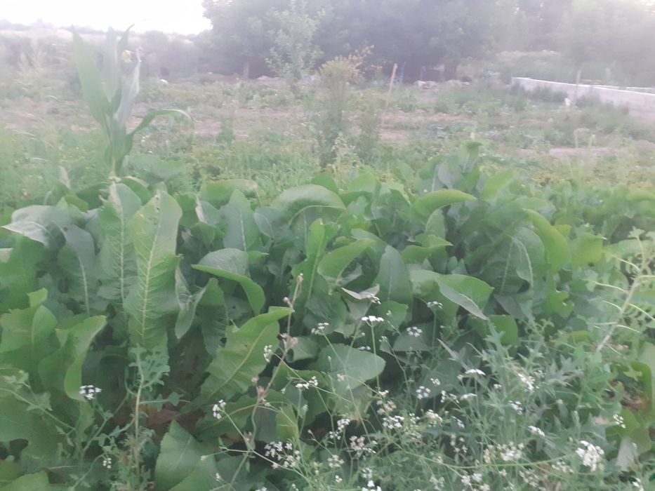 Продаются корни хрена .