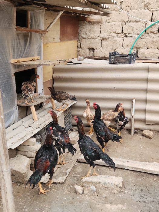 Пародистые куры бойцовские