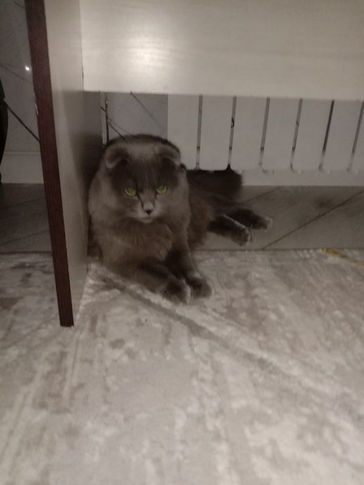 Үйдің мысығы парода басқа