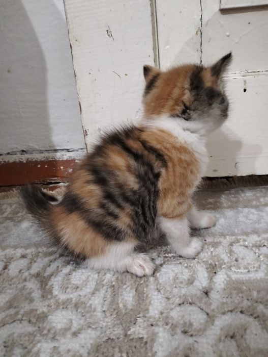 Котята трехцветки