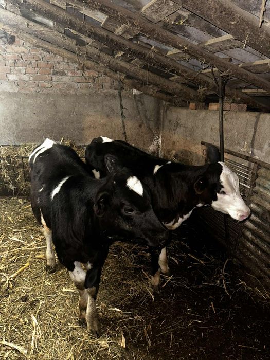 Vând doua vitei (femele)