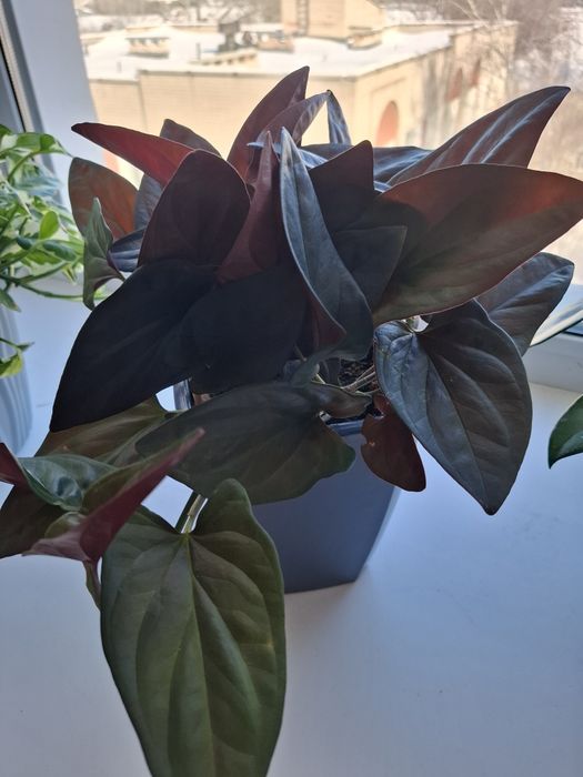 Продам цветы хойя, хлорофитум кудрявый, эпипремиум и т.д