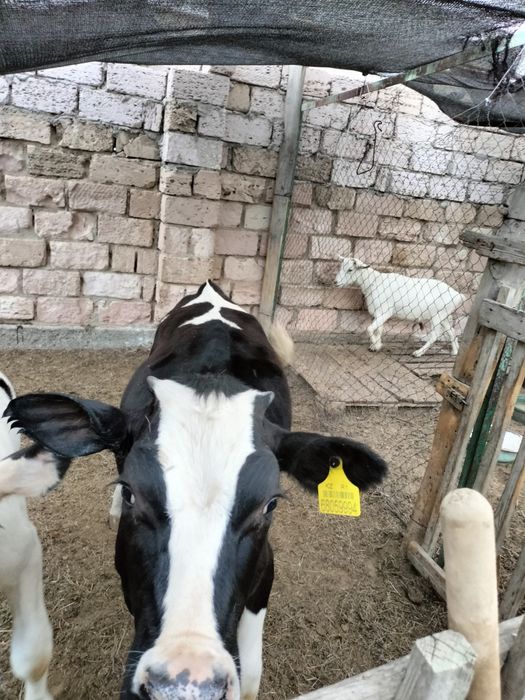 Голштин пародалы ұрғашы бұзау