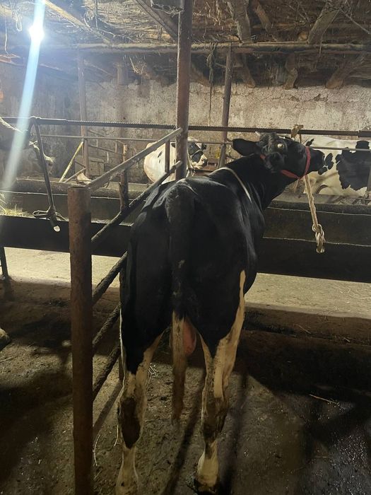 Buqala sotiladi arzon bervoramiz