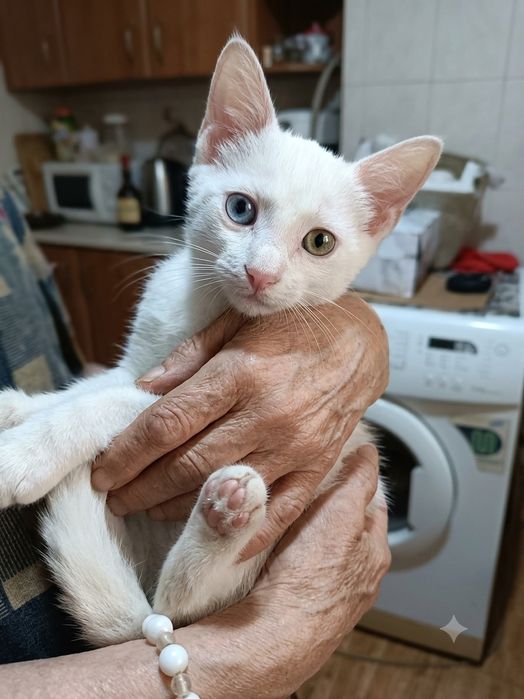 Продам белую кошечку