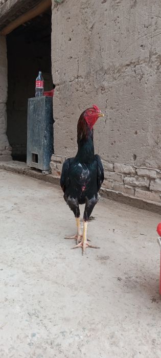 Daka xoʻroz sotiladi