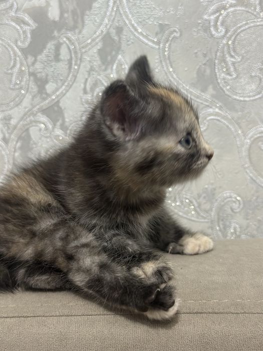 Отдам котенка, нашли на улице