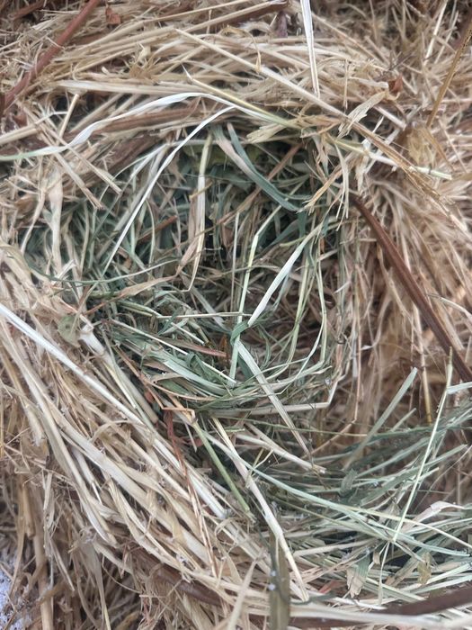 Срочно продам сено