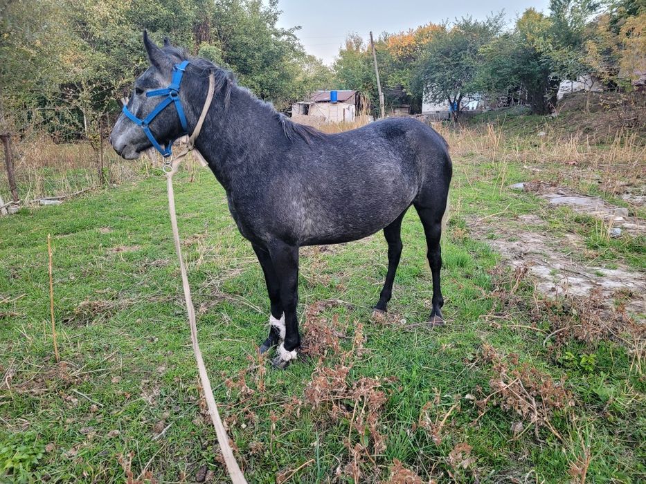 Бие сатам кобыла