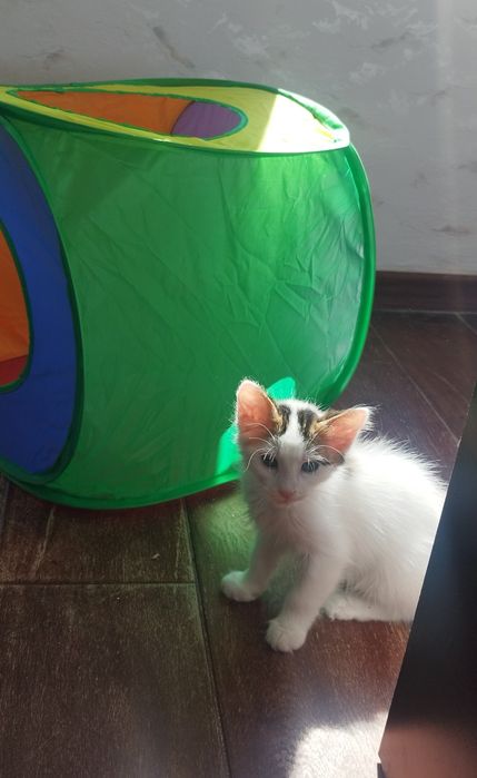 котенца от Созопол