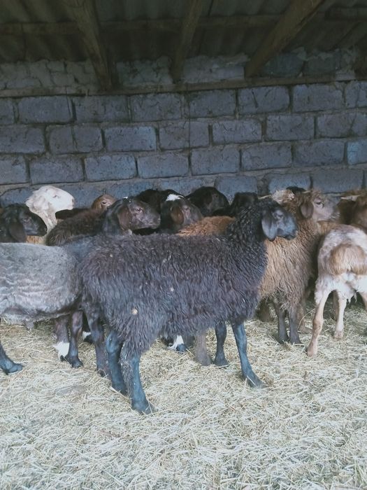 Продам баранов на Курбан Айт