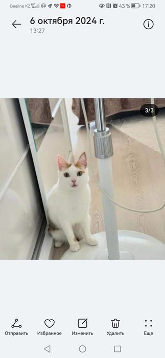 Кошка потерялась