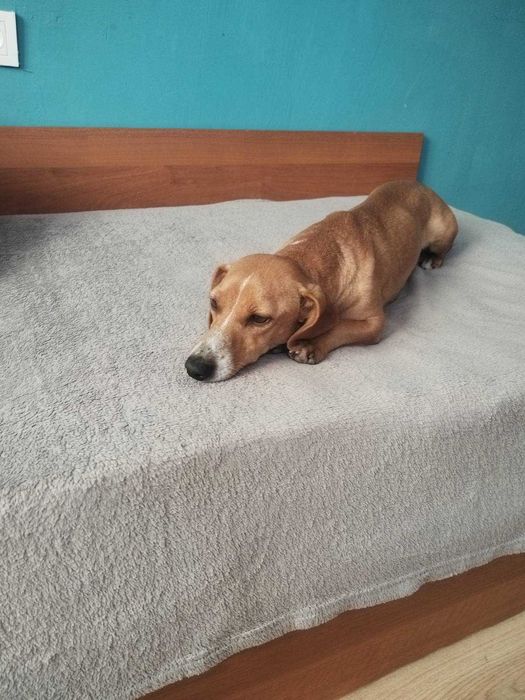 Подарявам куче- дакел, но не чист