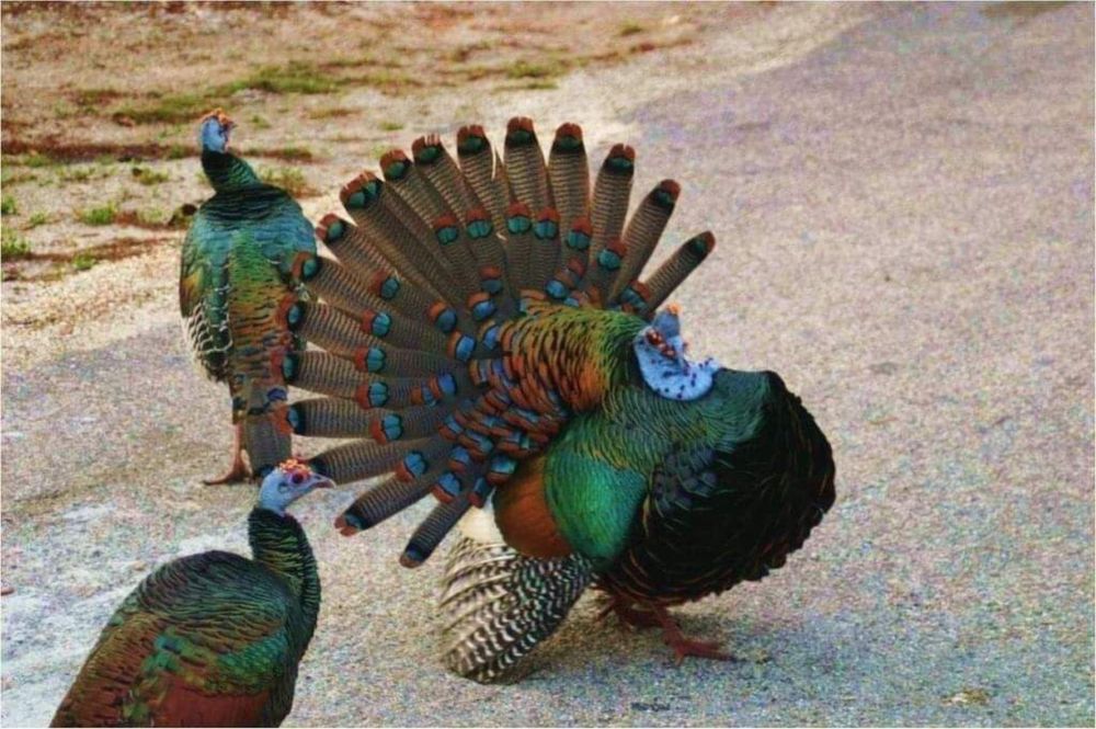 Глазчатая индейка, тухум сотилмиди