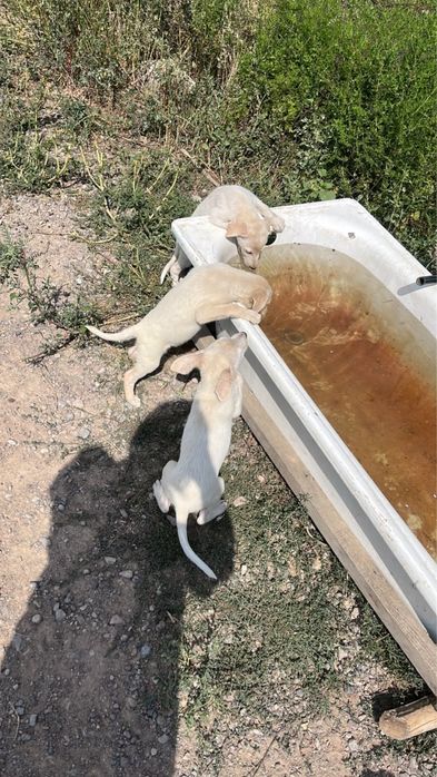 Нашли щенят , отдадим в добрые руки