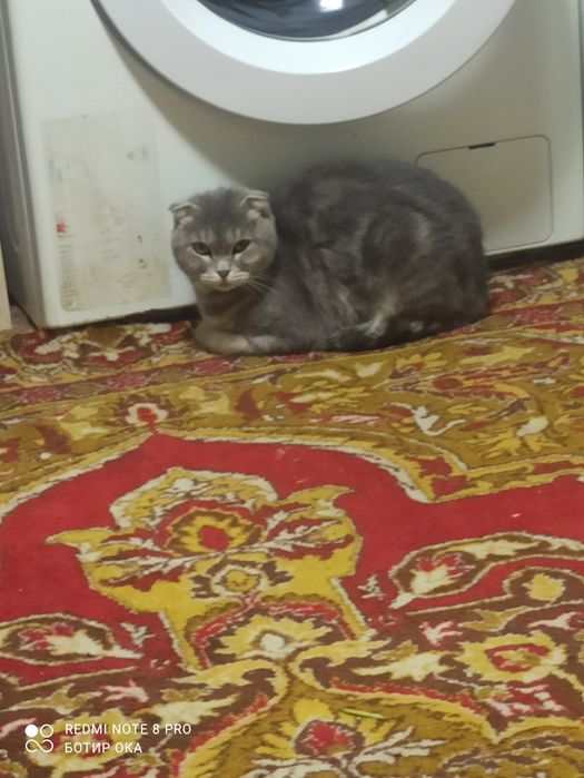 Продается кошка девочка