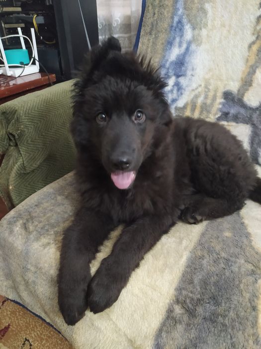 Продам собаку,немецкую овчарку.