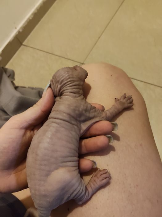 Sphinx Imperial Persan