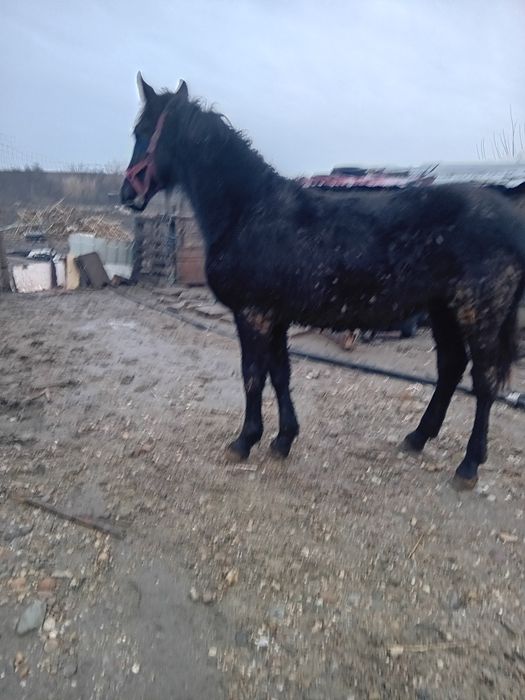 Vând cârlan metiz de frizian