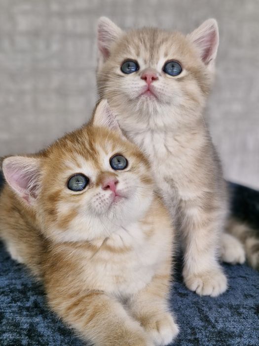 Британские котята