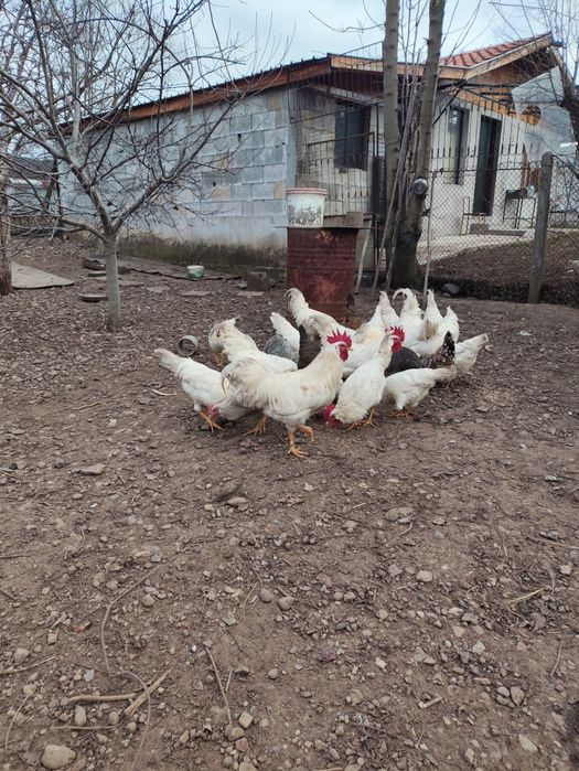 Петли бял легхорн 20лв