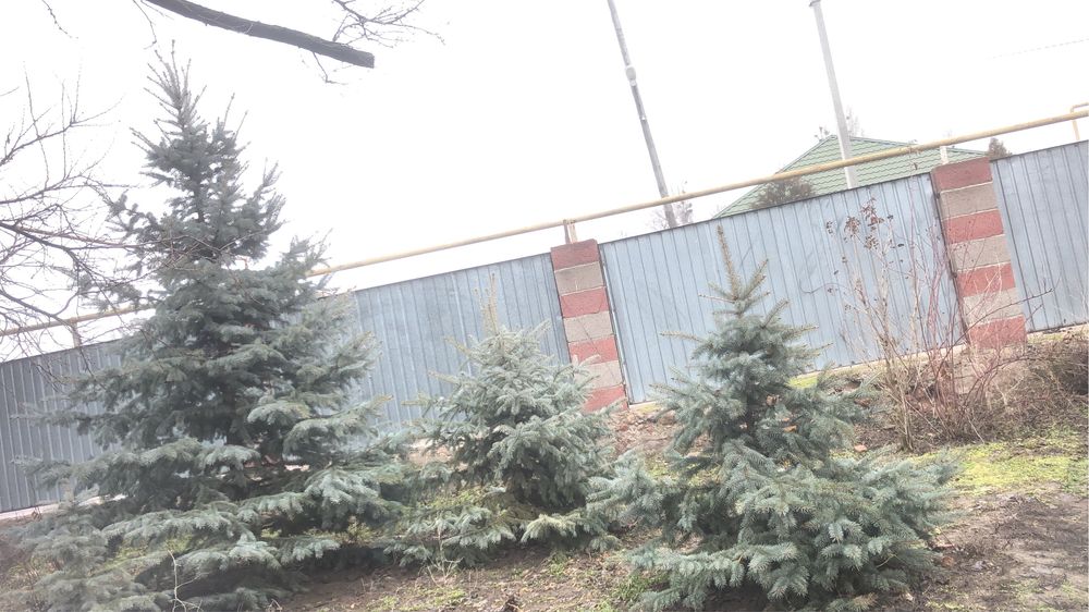 Голубой ёль шырша ель ели