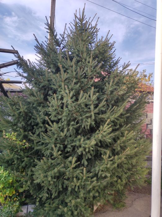Продам  ёлку есть торг