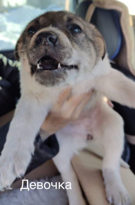 Пристраиваются щенки