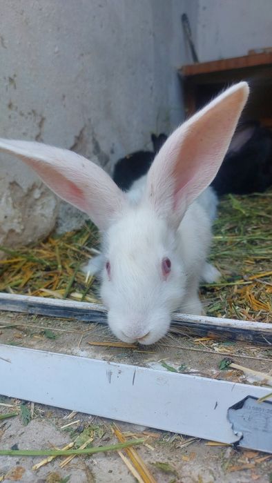 Крольчиха с крольчатами