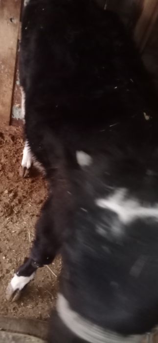 1,5жасар Тана сатылады