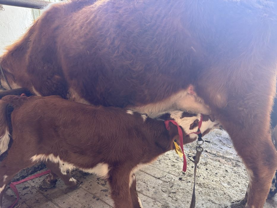 Қызыл Қашар сауынды бұзаулы