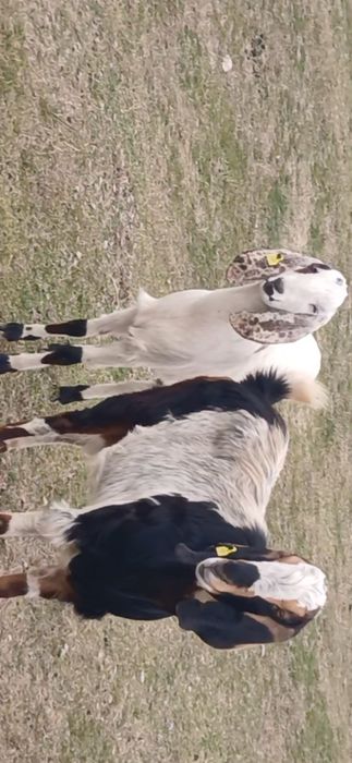 Коза битал пародалы буаз ешкілер сатылады