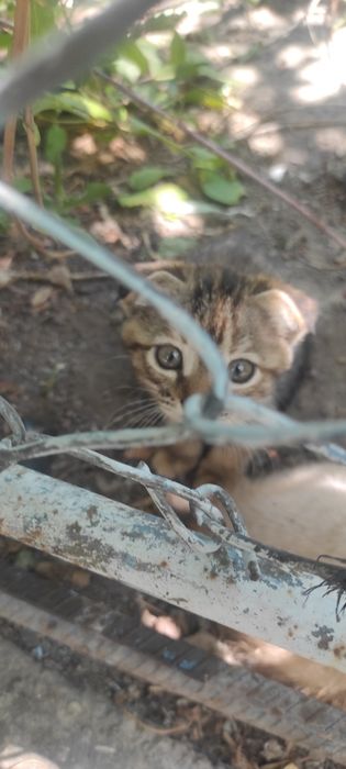 Подарю котят шустрые веселые порядочные