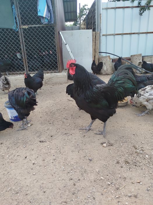 Găini și Cocosi Australorp 2026