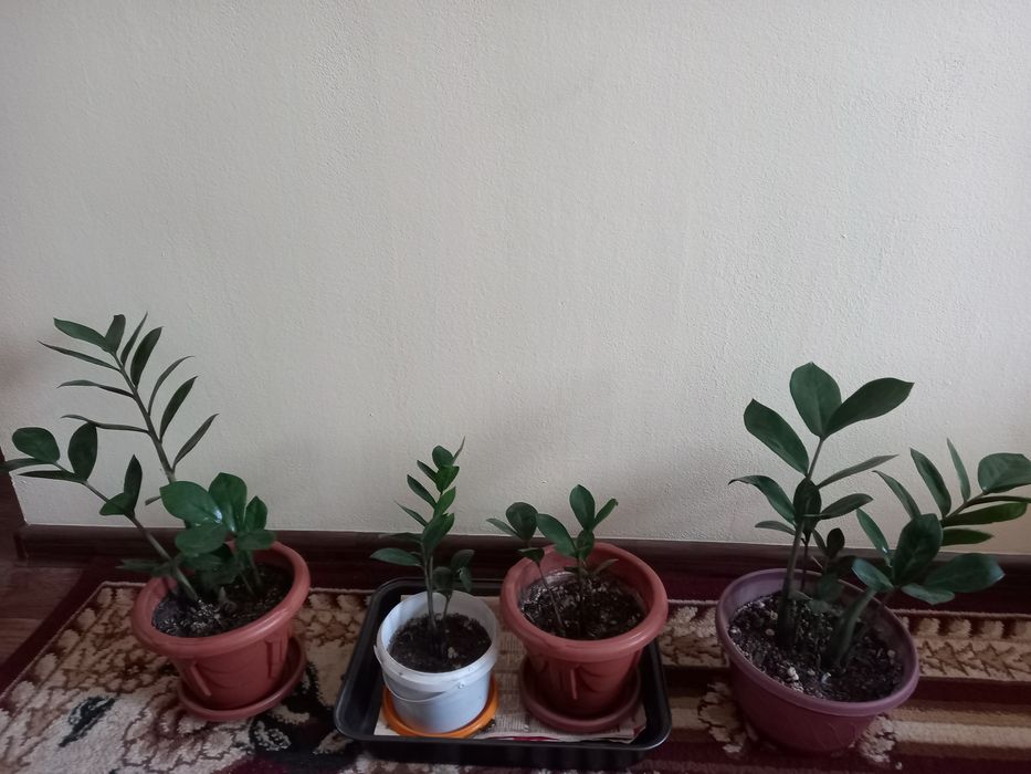 Комнатные растения